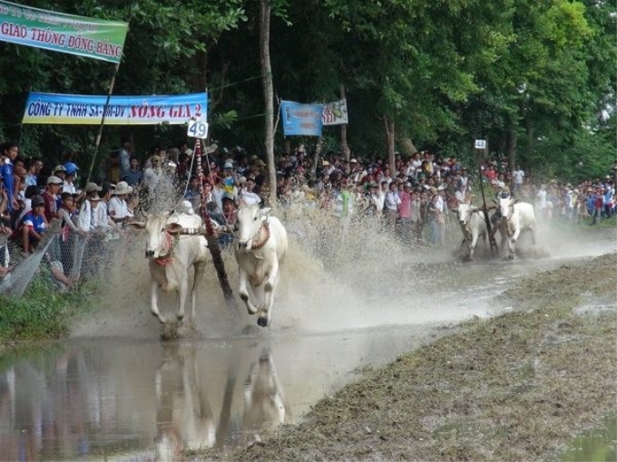 Quang cảnh tại cuộc đua bò năm 2014. (Ảnh: Công Mạo/Vietnam+)